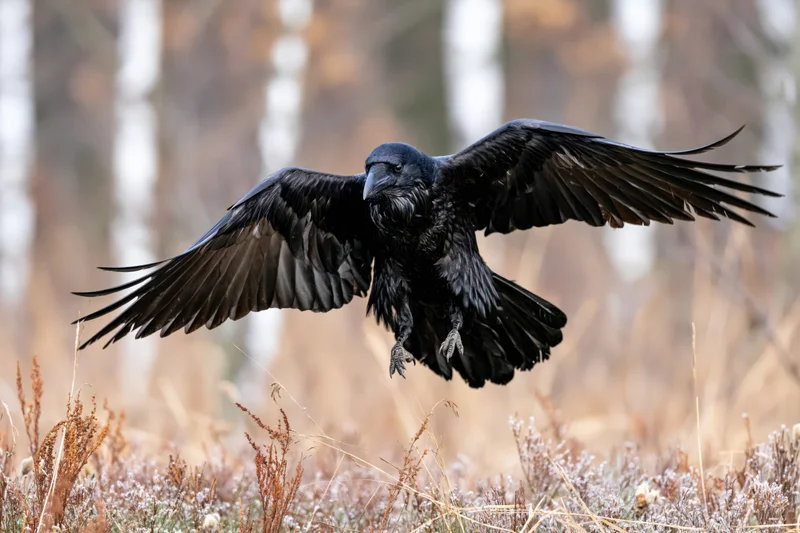 Raven with wings spread landing in frosty grass near forest edge