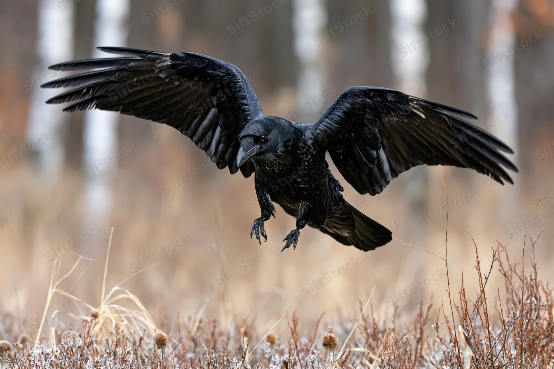 Raven with wings spread landing on frosty ground in a forest