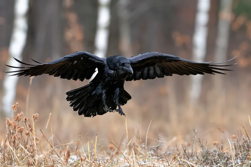 Raven with wings spread landing in a frosty grassy field near birch trees