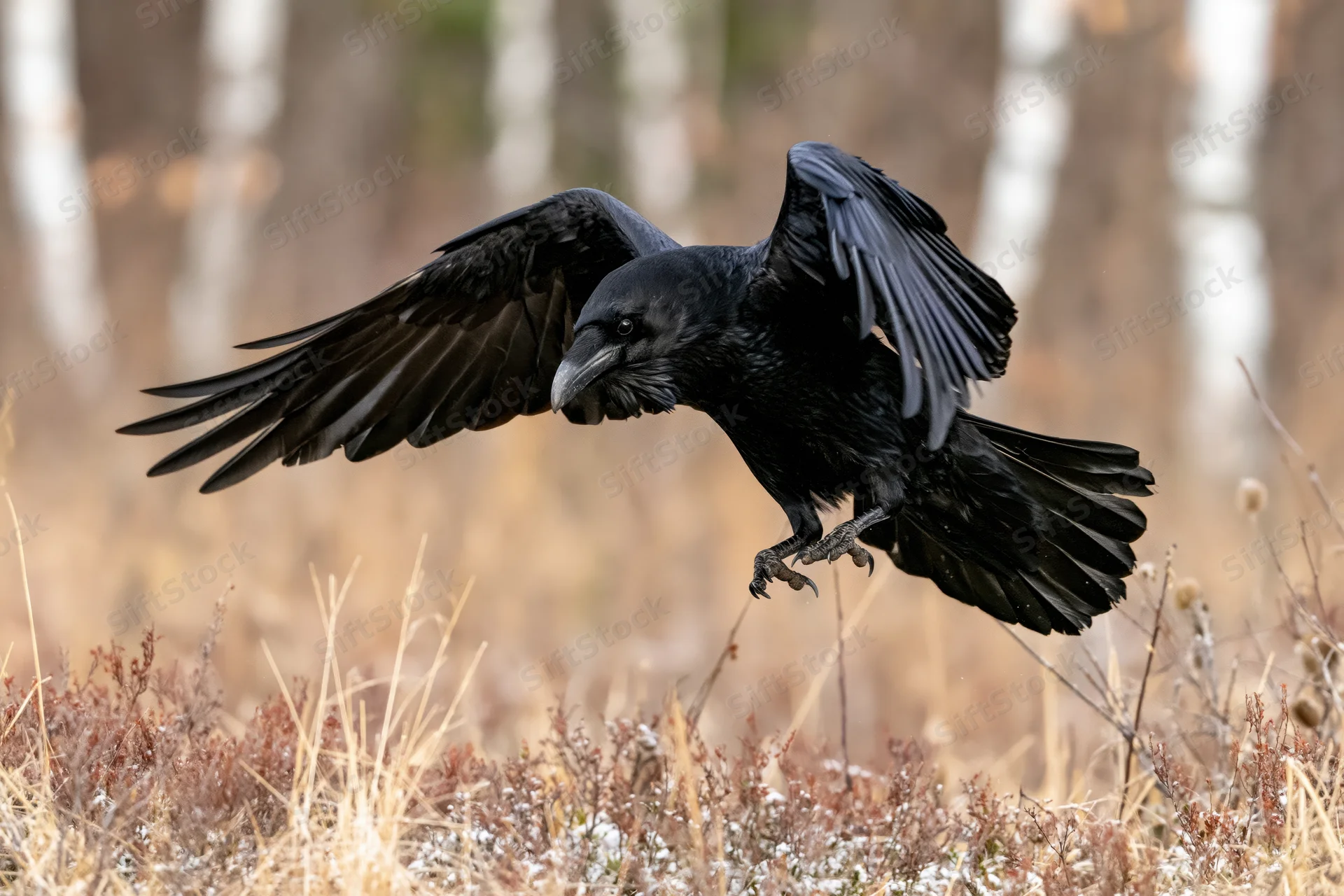 Raven landing with wings spread in a snowy forest clearing