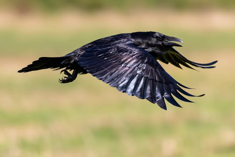 Raven in mid-flight with wings fully spread over a grassy field