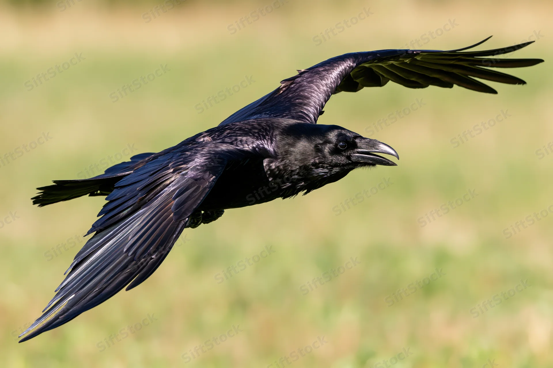 Raven in mid-flight with wings fully spread over a grassy field