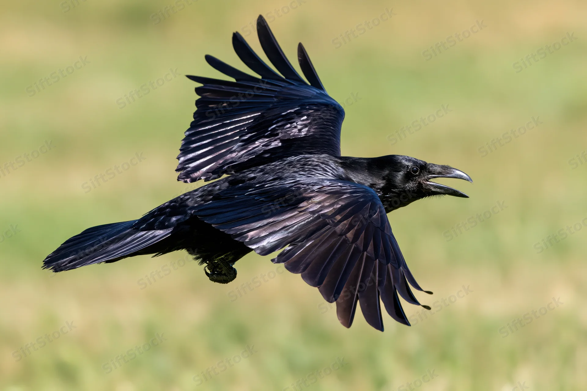 Raven in mid-flight with wings fully spread and beak open over grassy field
