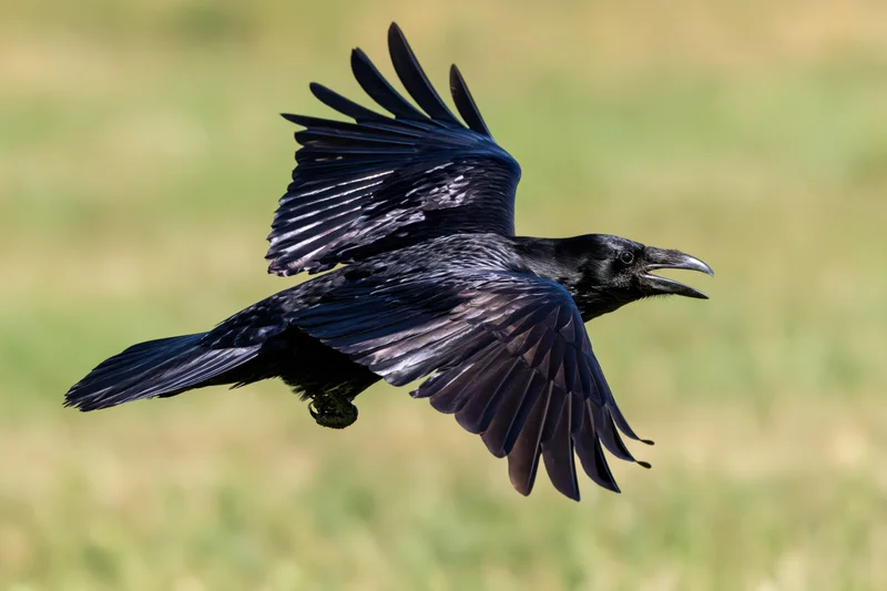 Raven in mid-flight with wings fully spread and beak open over grassy field