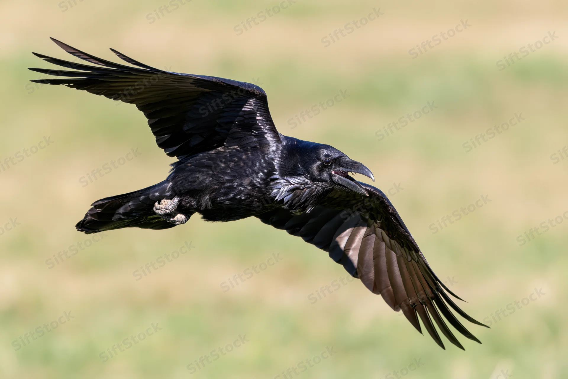 Raven in mid-flight with wings fully spread over grassy field