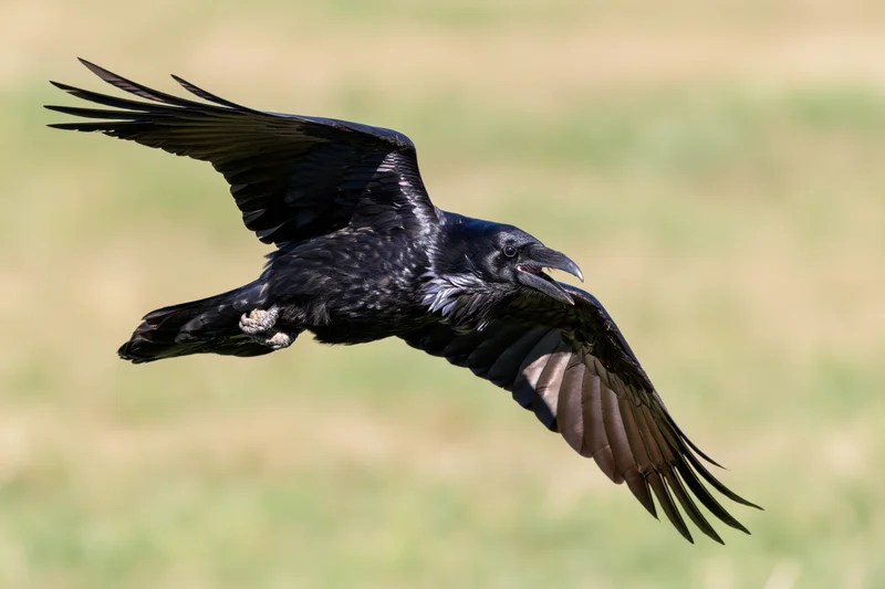 Raven in mid-flight with wings fully spread over grassy field