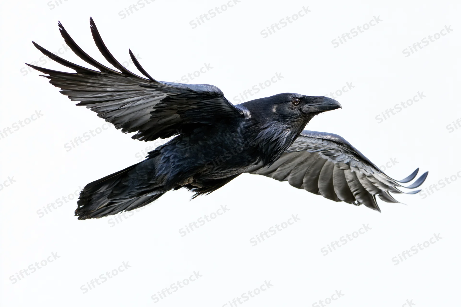 Common raven in mid-flight with wings fully spread against white background