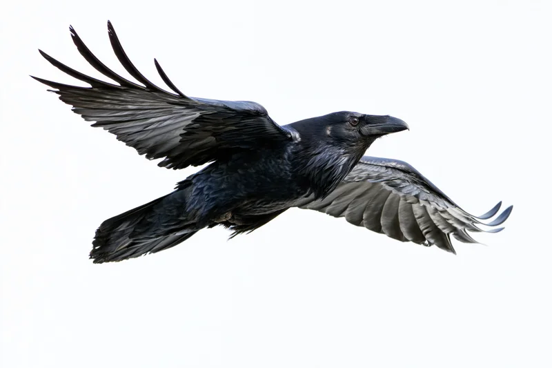 Common raven in mid-flight with wings fully spread against white background