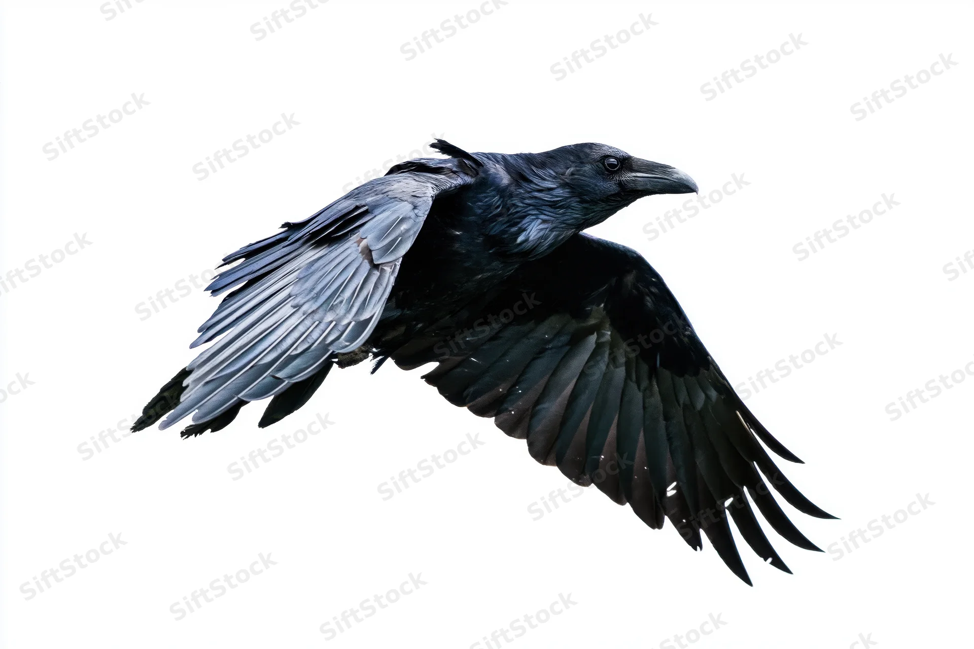 Common raven in mid-flight with wings fully spread against white background