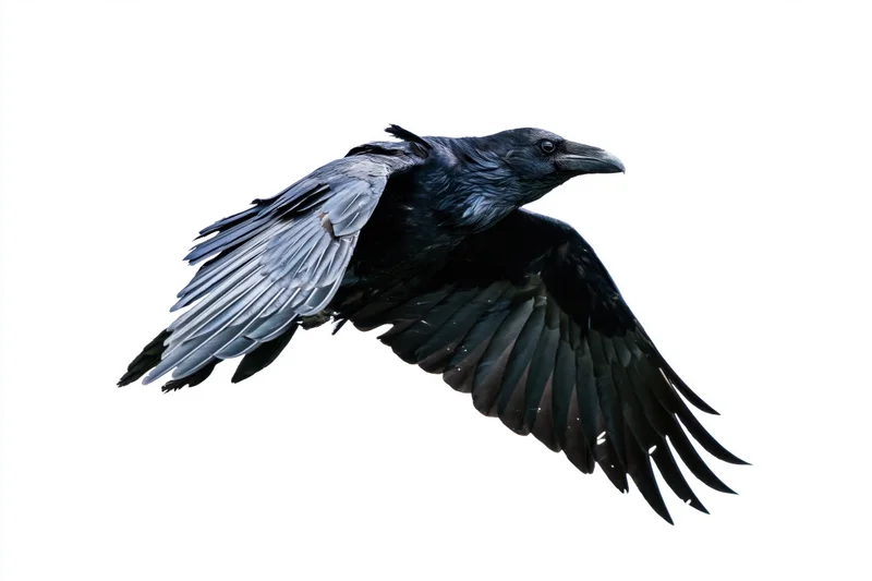 Common raven in mid-flight with wings fully spread against white background