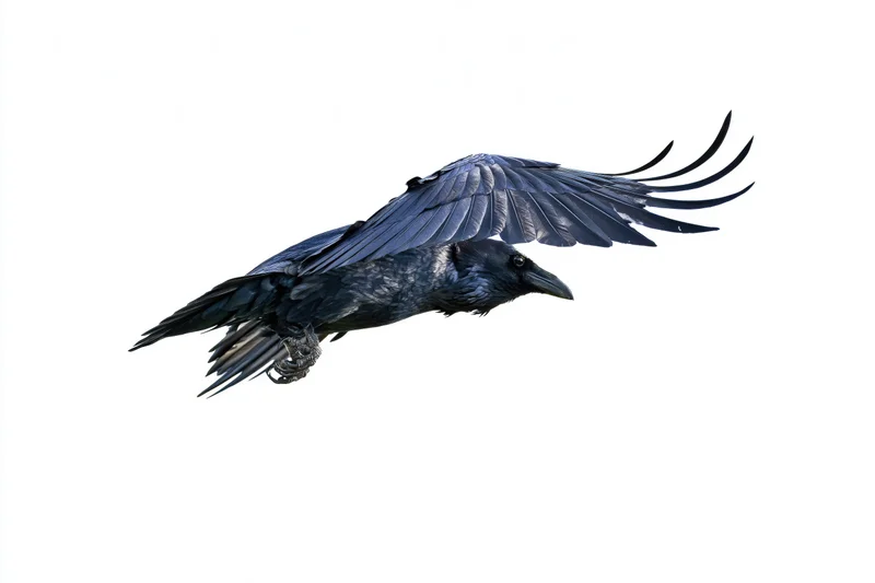 Common raven in mid-flight with wings fully spread against white background