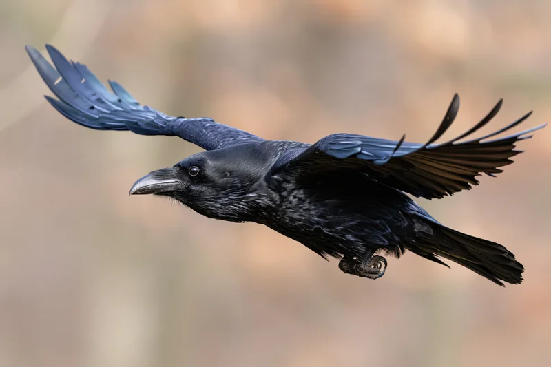 Common raven in mid-flight with wings fully spread against blurred natural background