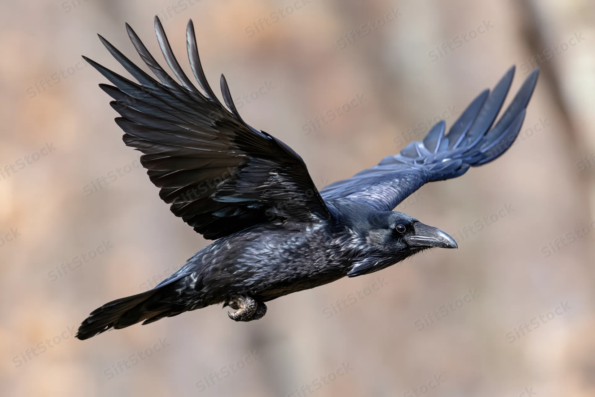 Common raven in mid-flight with wings fully spread against blurred natural background