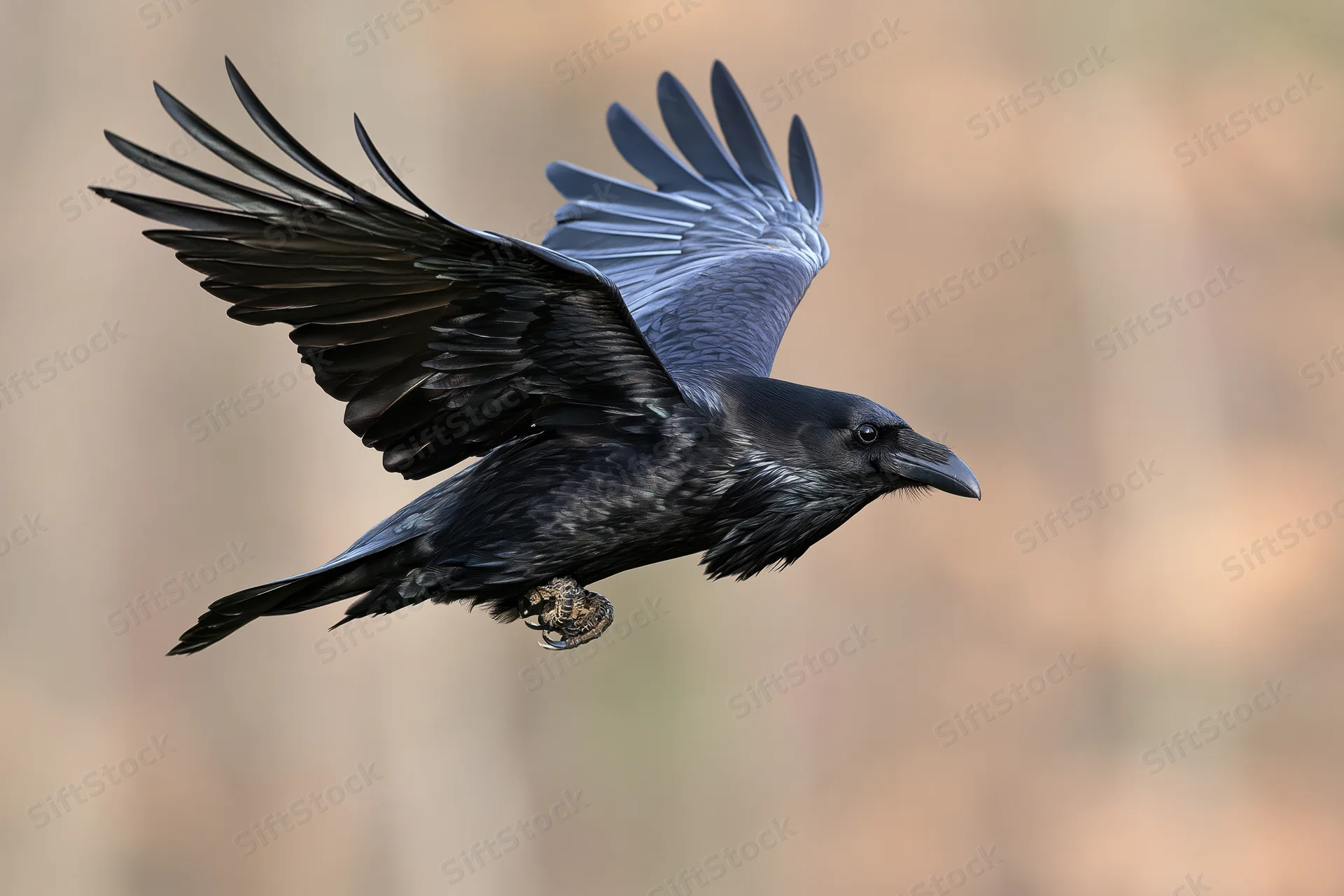 Common raven in mid-flight with wings fully spread against blurred natural background