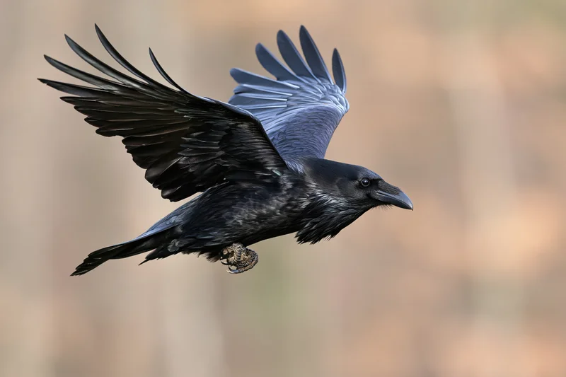 Common raven in mid-flight with wings fully spread against blurred natural background