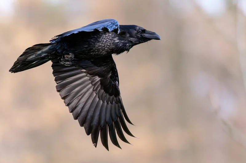 Common raven in mid-flight with wings fully spread against blurred natural backdrop