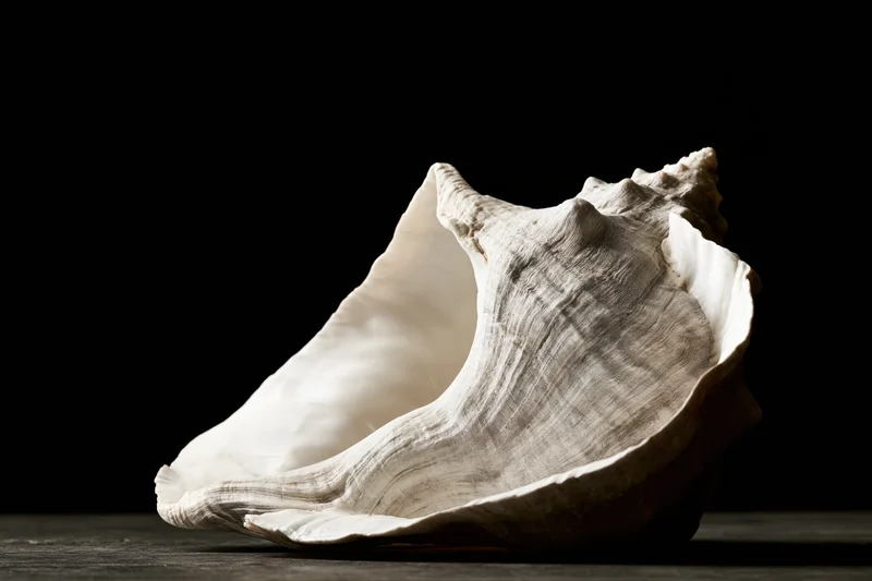 Large conch shell resting on dark surface with aperture facing forward, illuminated against black background