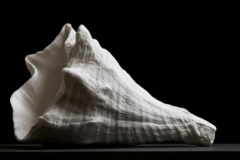 Large conch shell resting on flat surface with aperture facing left against black background