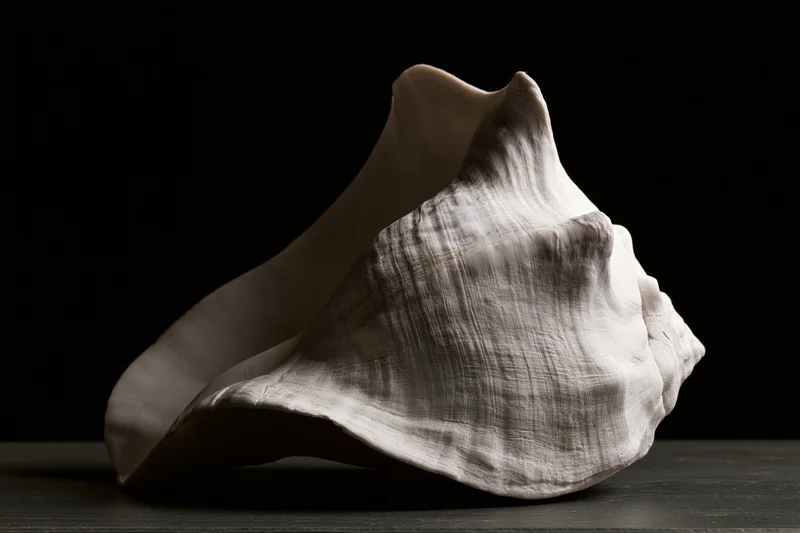 Large conch shell resting on dark surface with aperture facing upward in studio lighting