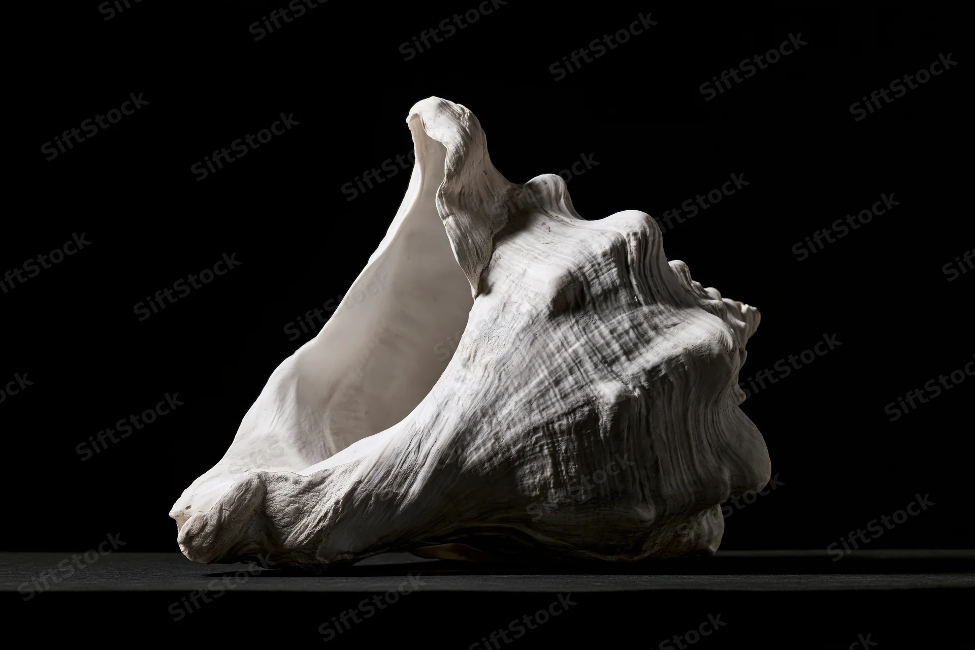 Large conch shell resting on dark surface with aperture facing upward in studio lighting