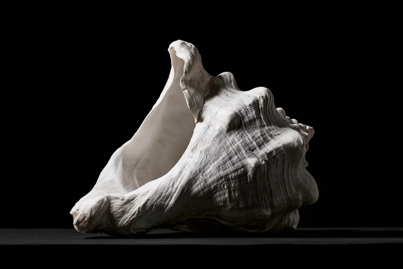 Large conch shell resting on dark surface with aperture facing upward in studio lighting