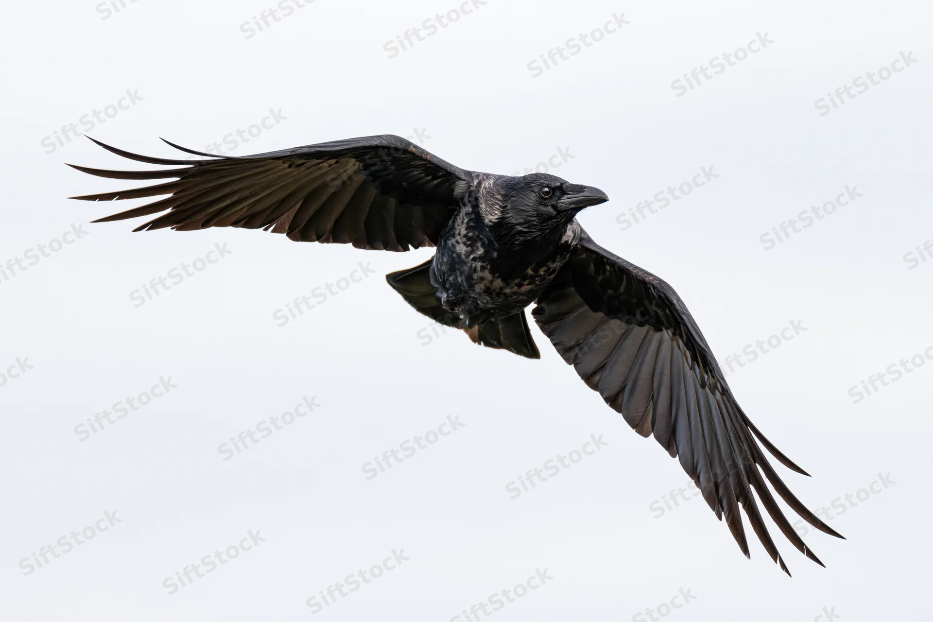 Crow in mid-flight with wings fully spread against a plain sky