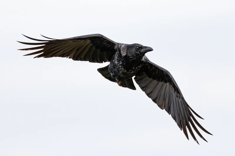 Crow in mid-flight with wings fully spread against a plain sky