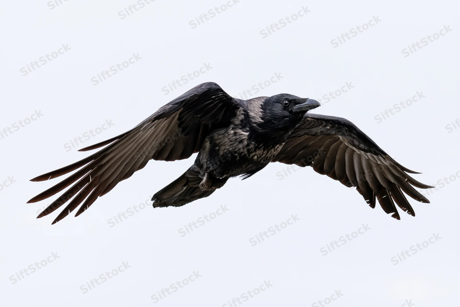 Crow in mid-flight with wings fully spread against a plain white background