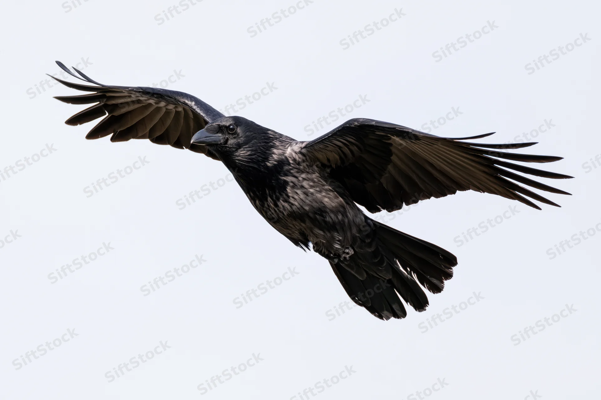 Crow in mid-flight with wings fully spread against a pale sky