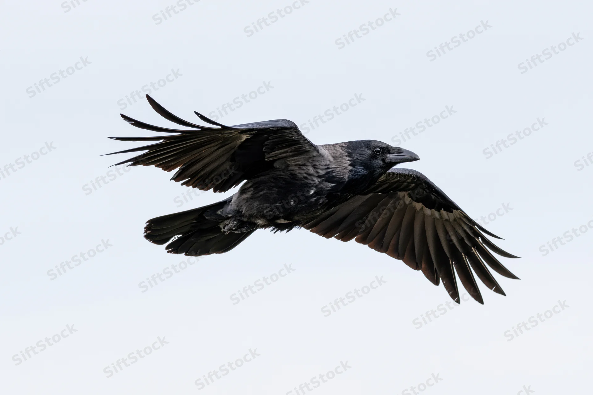 Crow in mid-flight with wings fully spread against a pale sky
