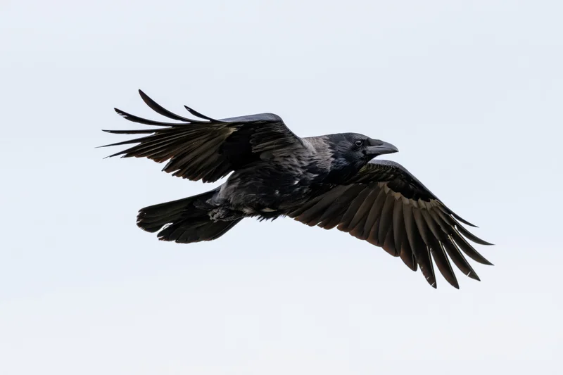 Crow in mid-flight with wings fully spread against a pale sky