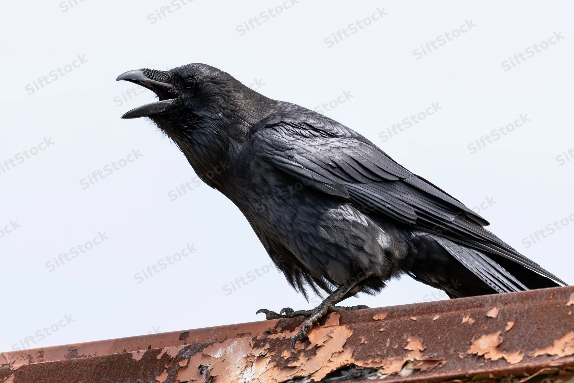 Crow perched on rusted metal rooftop edge with beak open