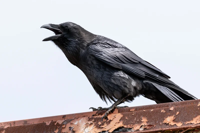 Crow perched on rusted metal rooftop edge with beak open