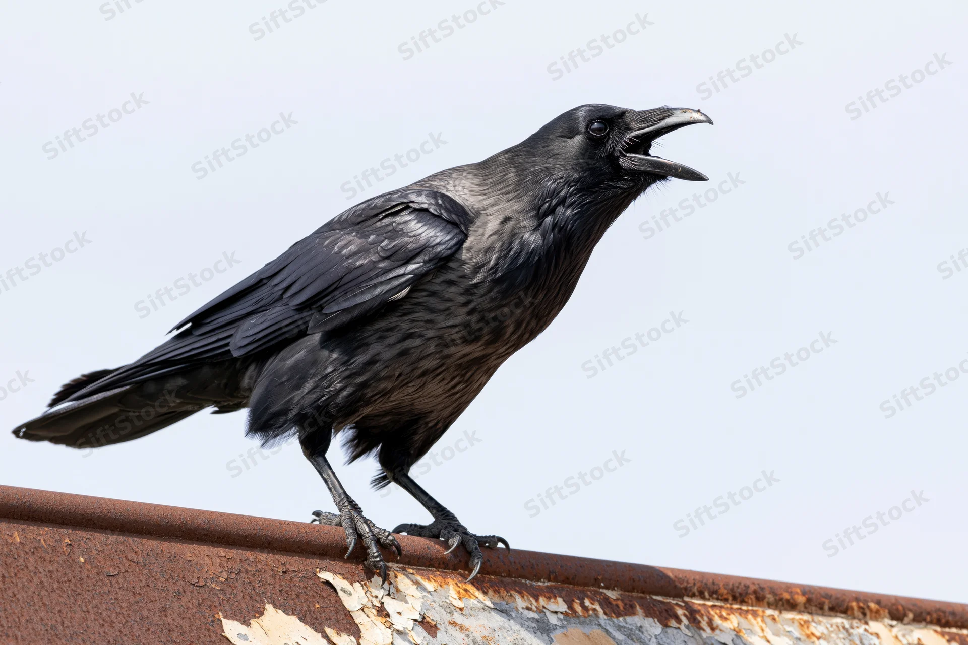 Crow perched on rusted metal rooftop edge with open beak