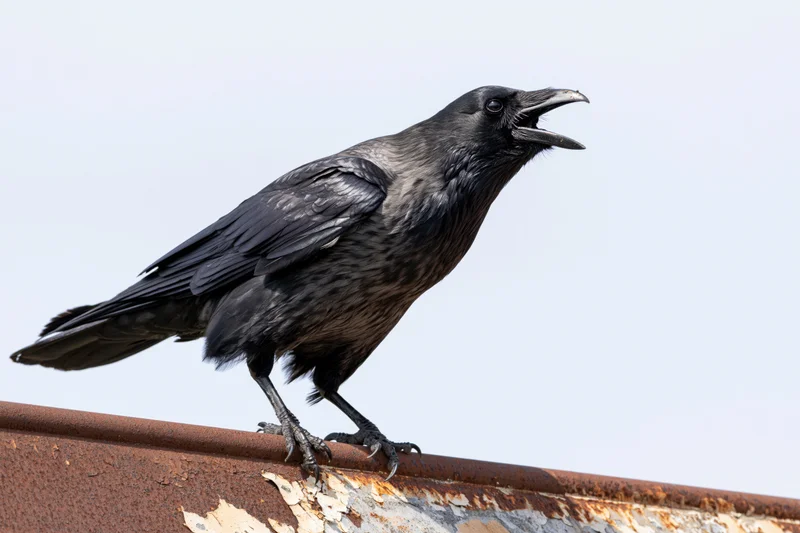 Crow perched on rusted metal rooftop edge with open beak