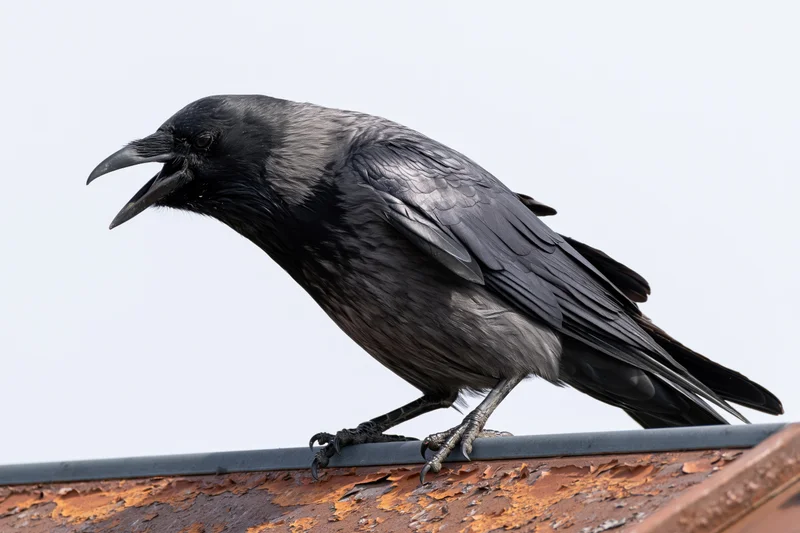 Crow perched on rusted metal rooftop edge with beak open