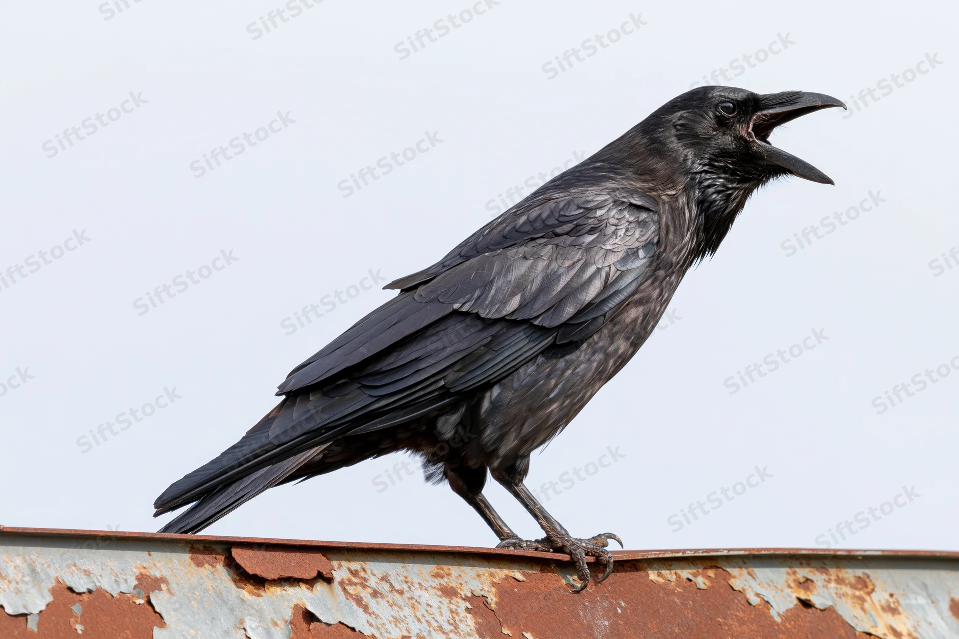 Crow perched on rusted metal rooftop edge with beak open