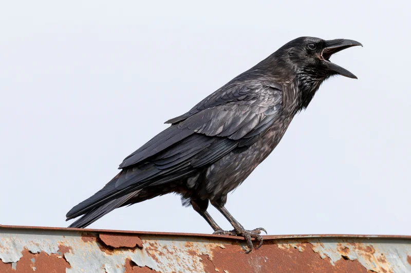 Crow perched on rusted metal rooftop edge with beak open
