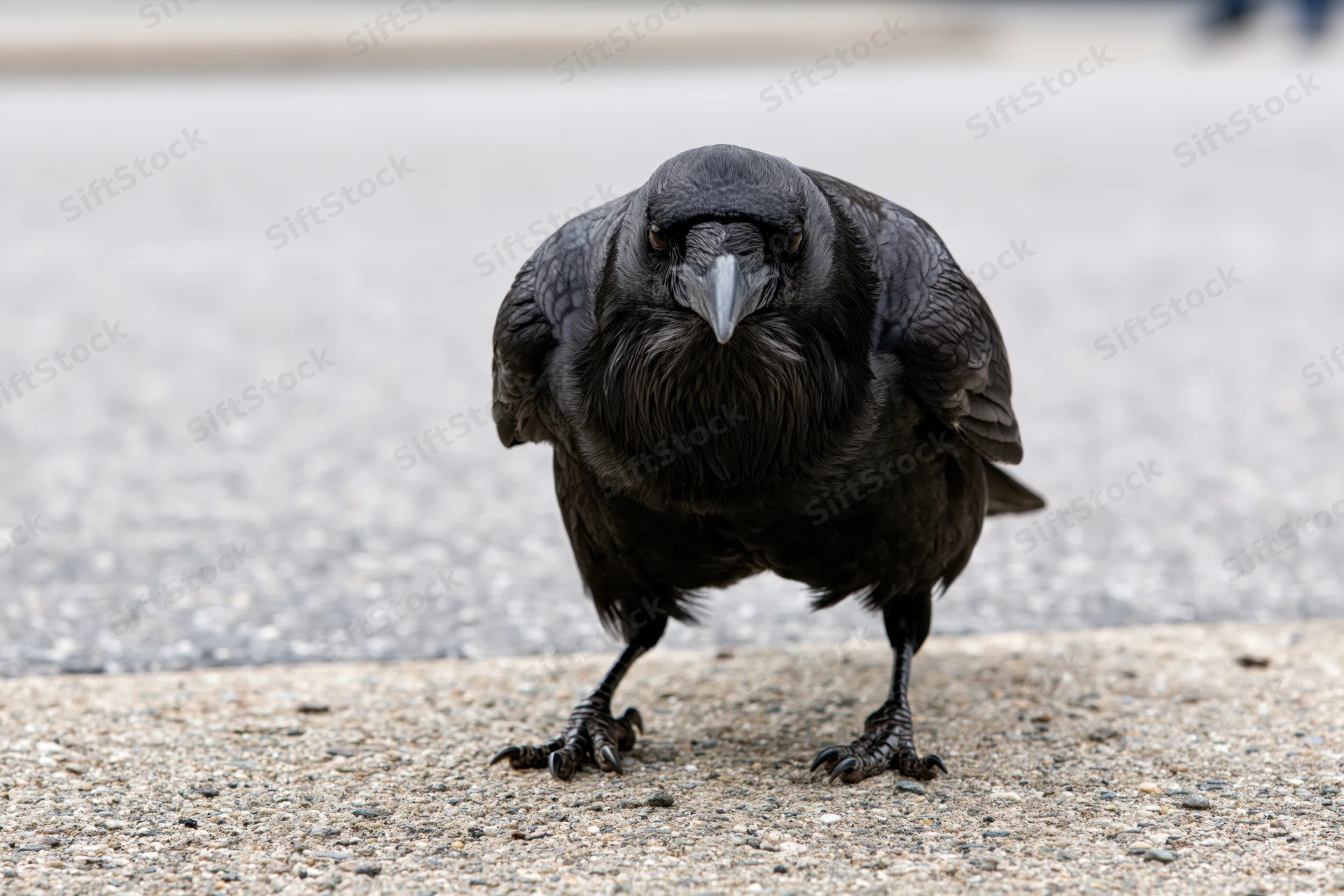 Crow standing forward on concrete pavement in urban setting