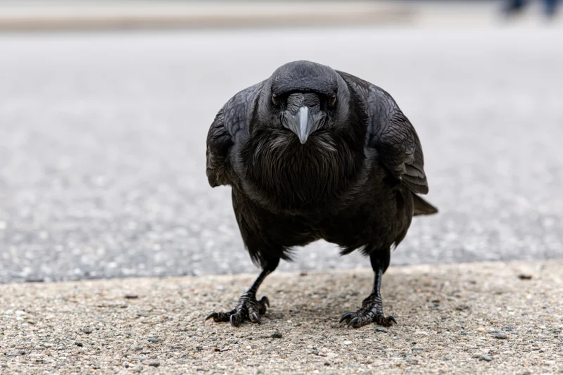 Crow standing forward on concrete pavement in urban setting