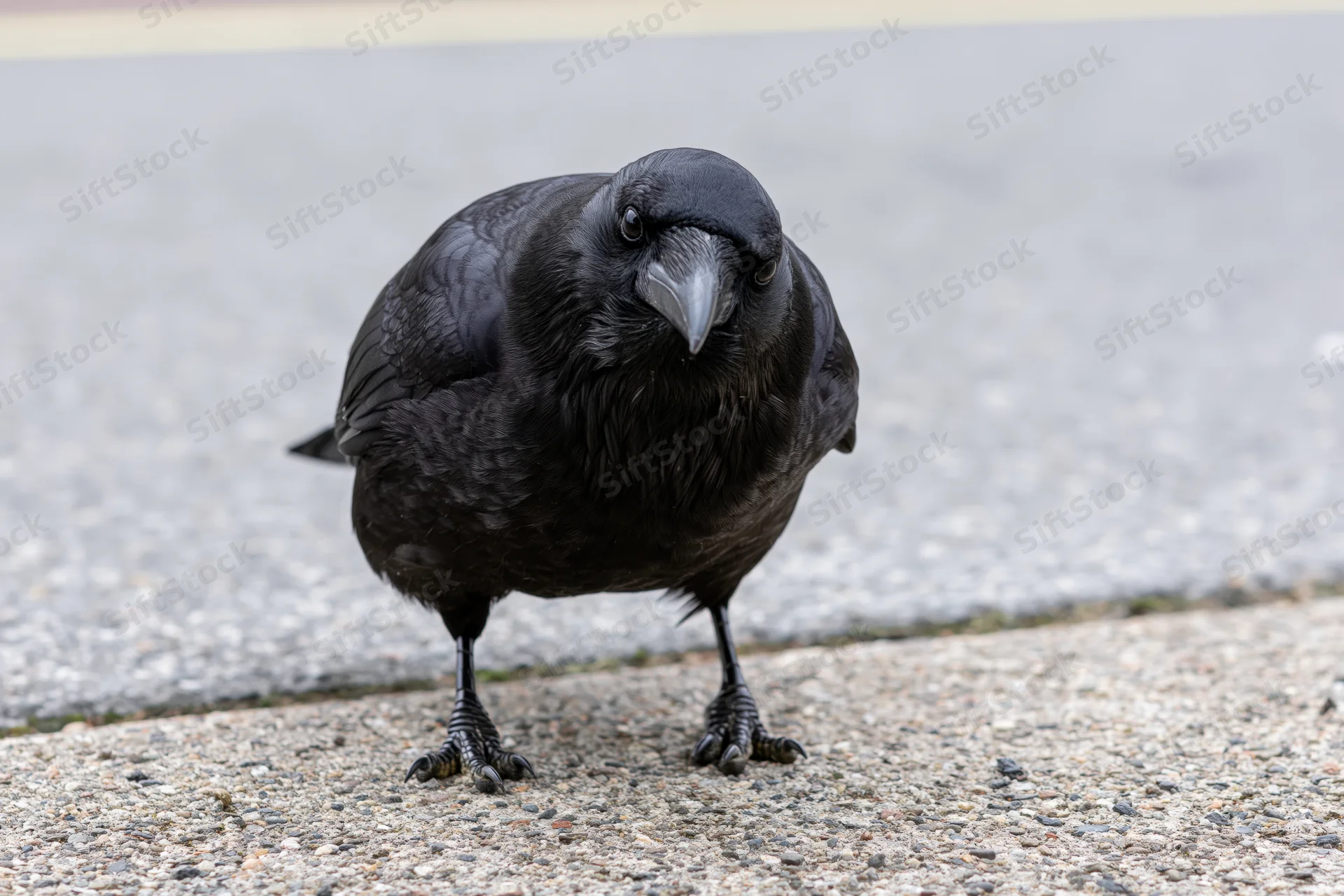 Crow standing on concrete pavement leaning forward