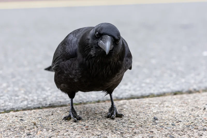 Crow standing on concrete pavement leaning forward