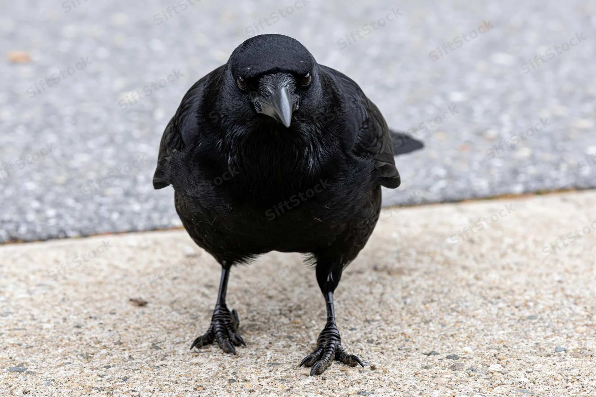 Crow standing forward on concrete pavement