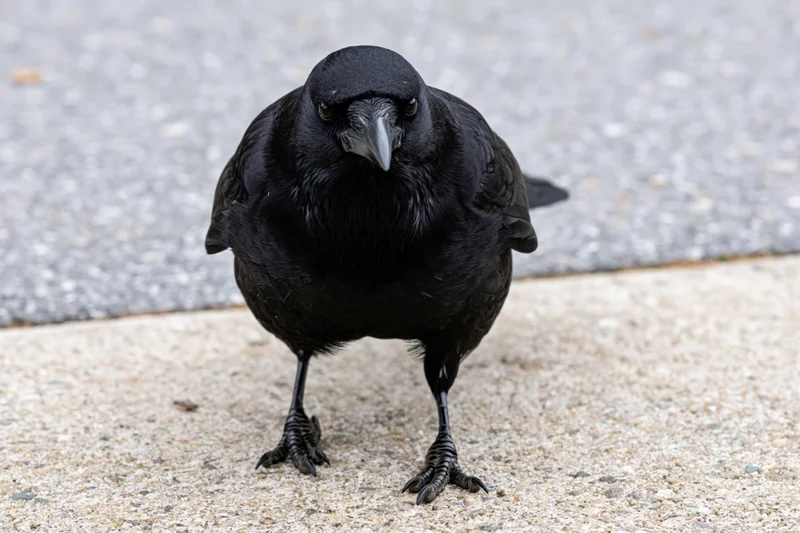 Crow standing forward on concrete pavement