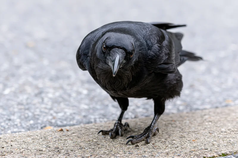 Crow standing on concrete pavement leaning forward