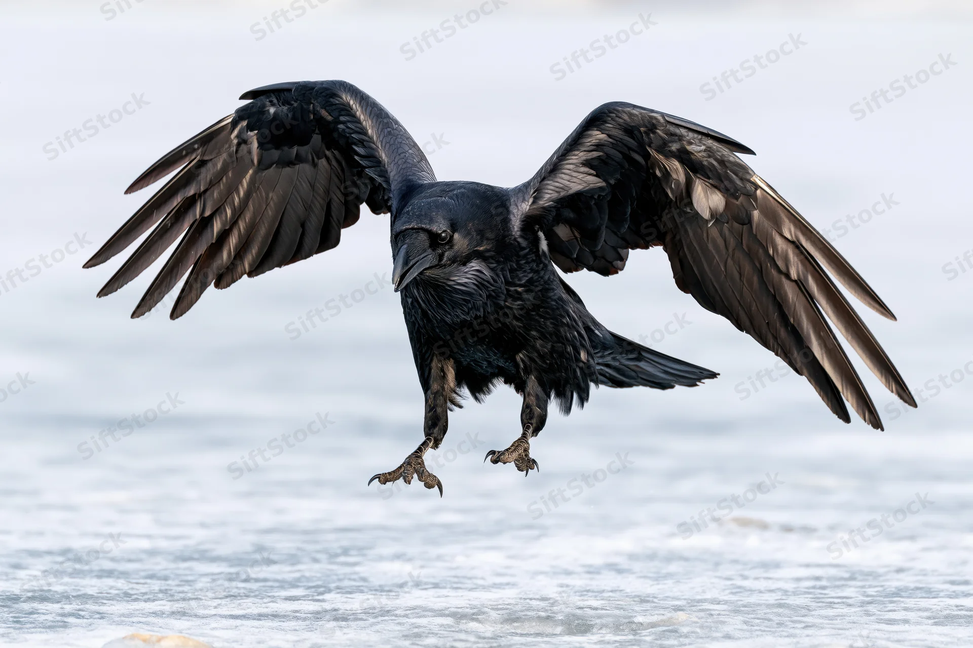 Raven landing with wings spread over icy water