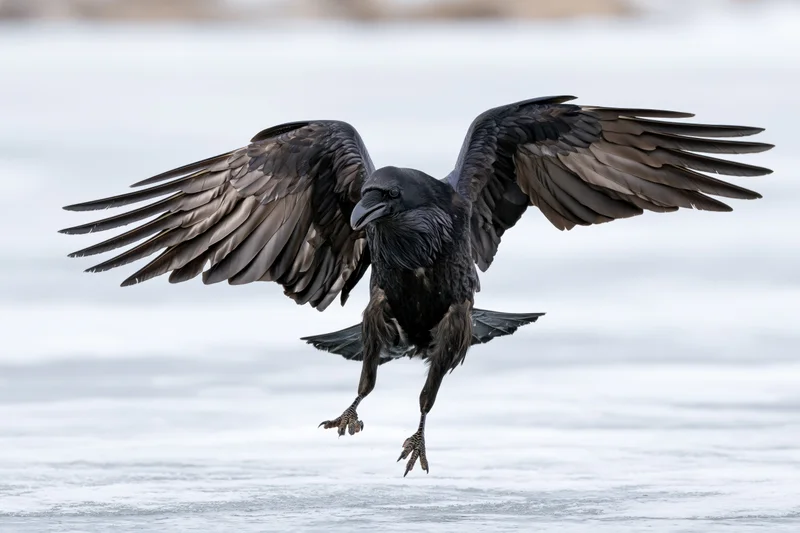 Raven landing with wings spread on frozen ice surface