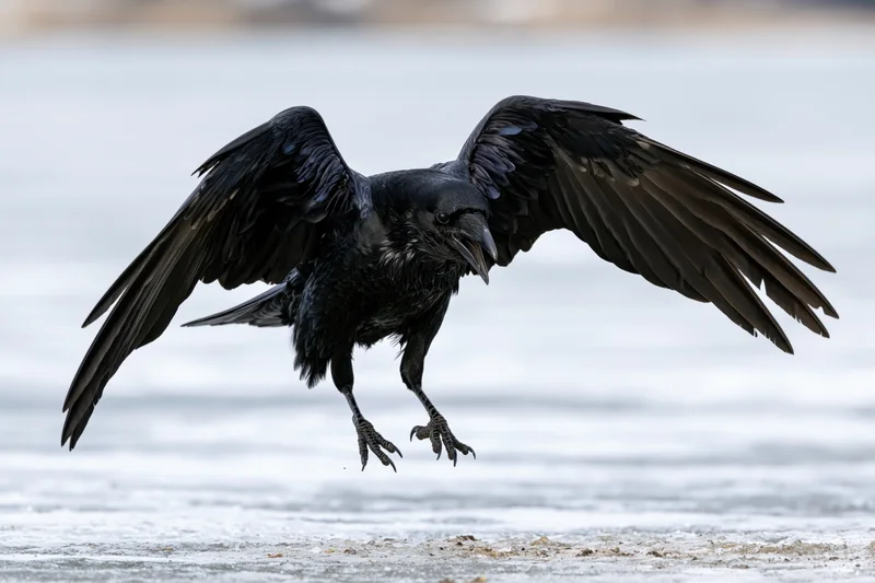 Raven landing with wings spread over frozen water