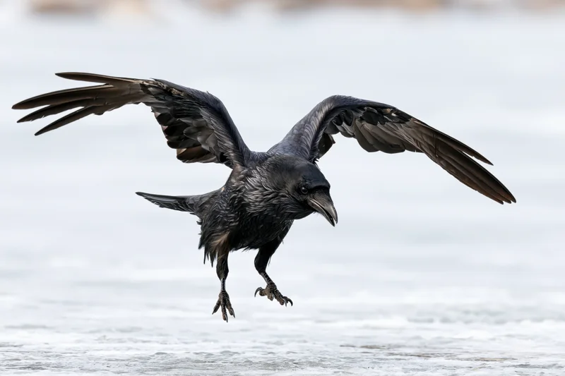 Raven landing with wings spread over frozen water