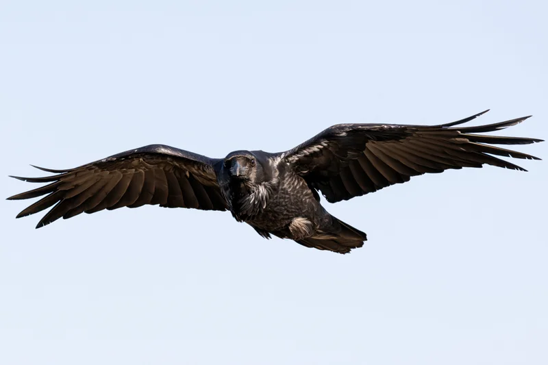 Raven in mid-flight with wings fully spread against a clear sky